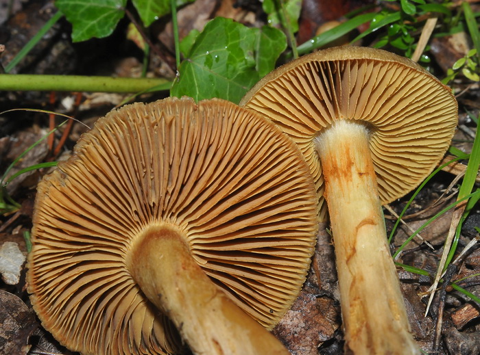 Cortinarius sp.